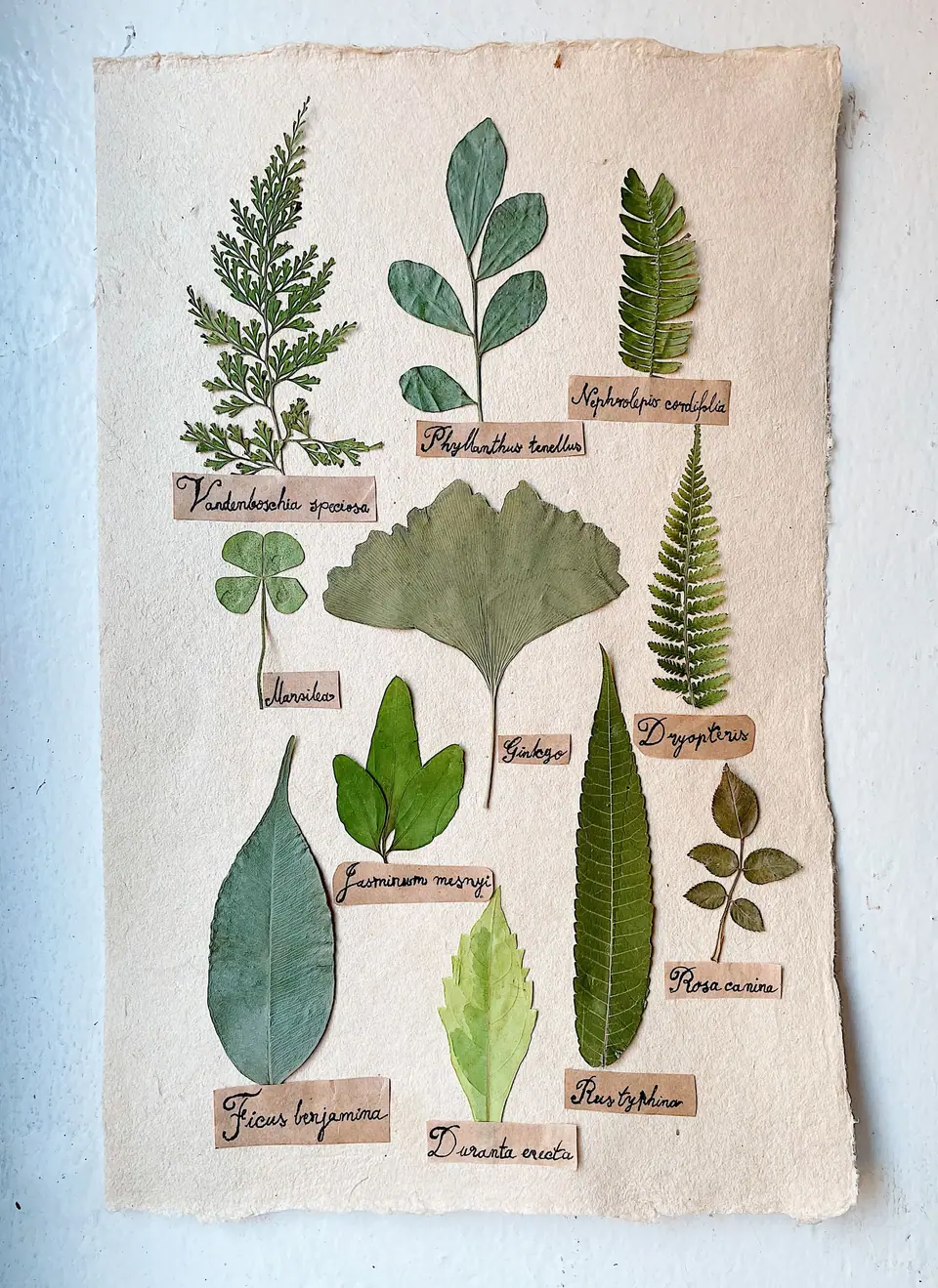 Pressed plant records in our studio