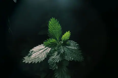 Nettle leaves