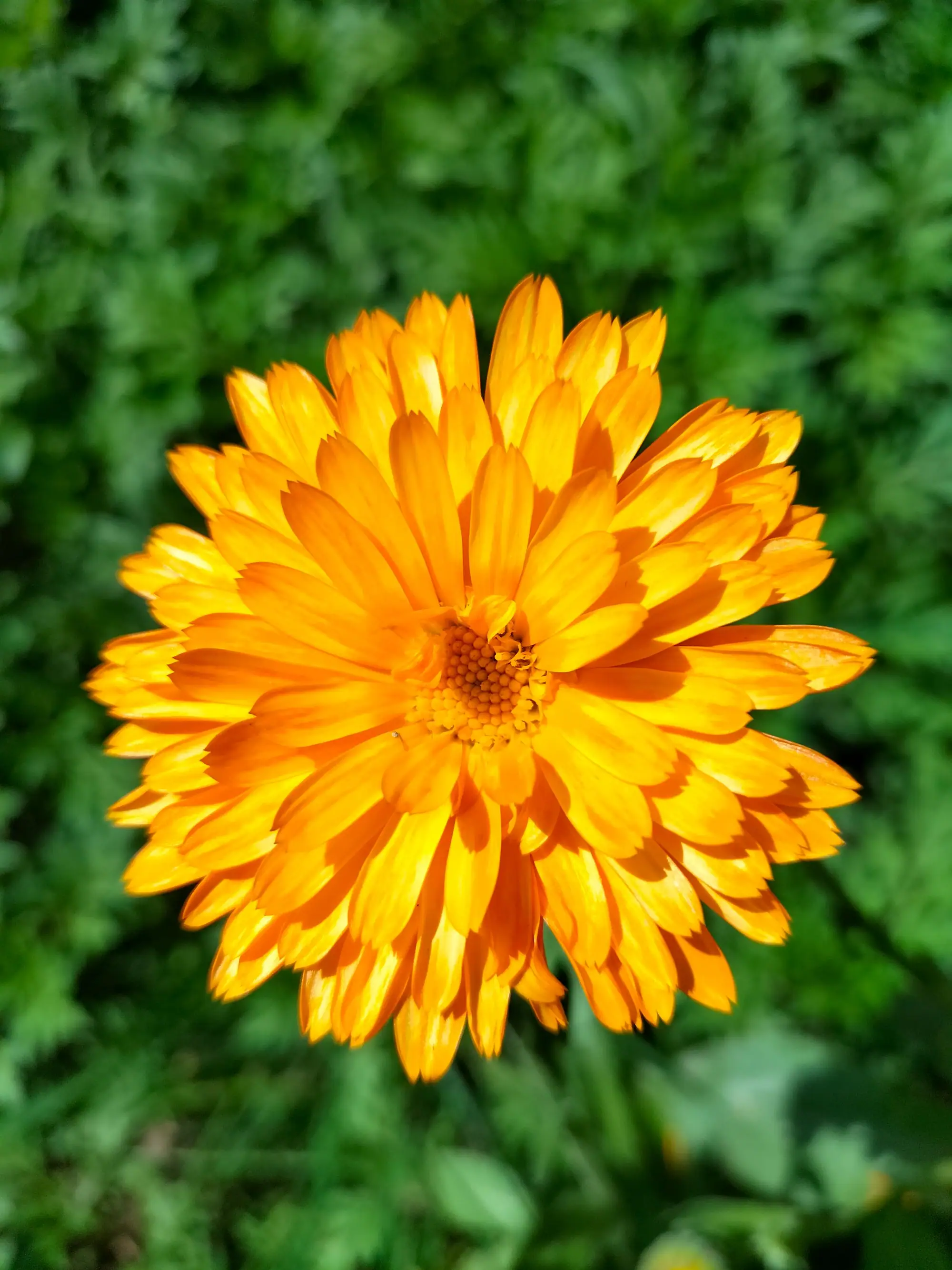 Marigold (calendula) growing wild