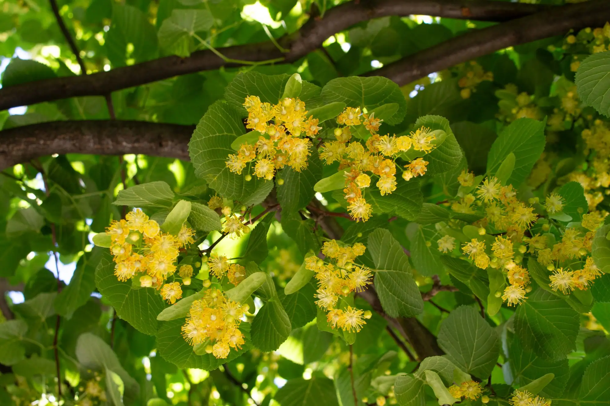 Linden blossom growing wild
